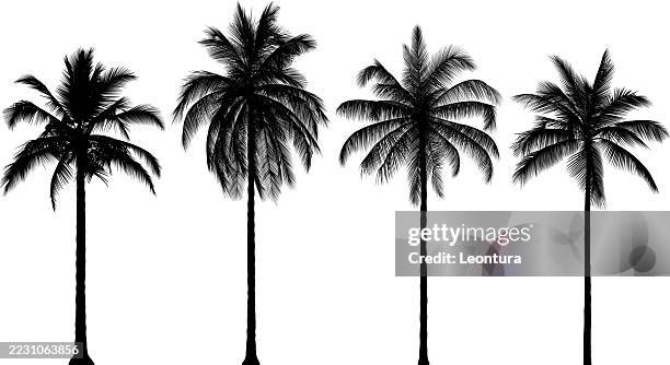 illustrazioni stock, clip art, cartoni animati e icone di tendenza di palmtree modelli - foglia di palma