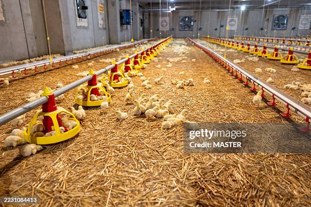 low angle, close up shot of baby chicks inside a poultry farm - white meat stock pictures, royalty-free photos & images