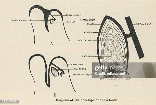 Fetus Tooth Develope 90 Fetal Tissue Stock Photos, High-Res Pictures, and Images - Getty Images