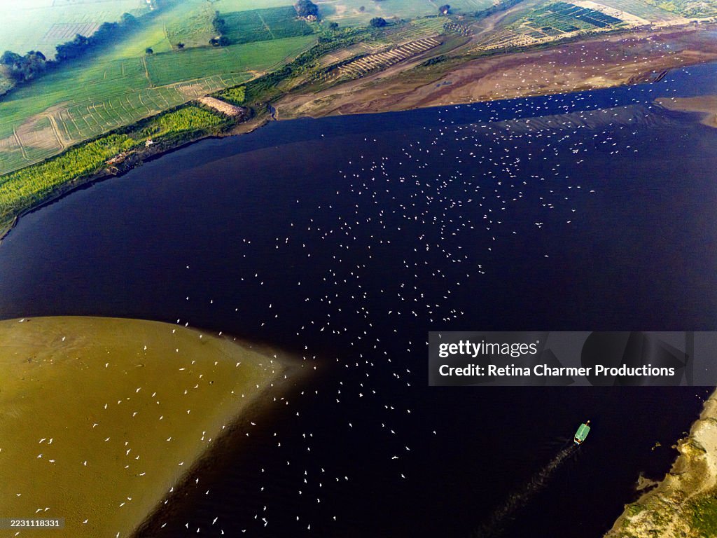 A huge flock of migrating birds flying over rippling water of the Yamuna River in Vrindavan