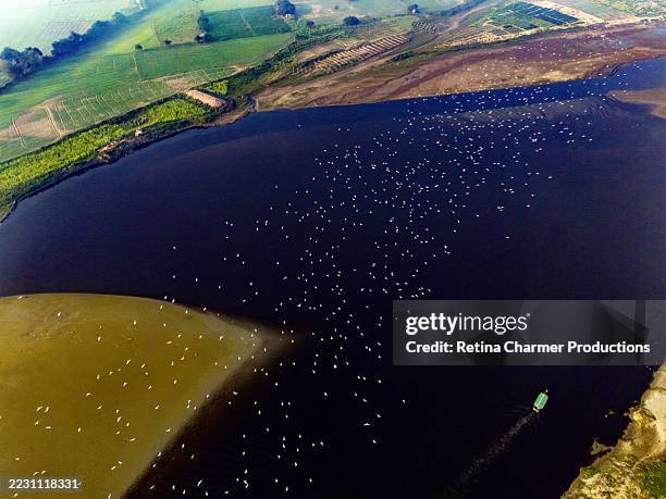 A Huge Flock Of Migrating Birds Flying Over Rippling Water Of The Yamuna River In Vrindavan, Foto de stock