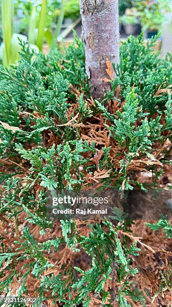 base of creeping juniper (juniperus horizontalis) tree showing new growth in close up - creeping juniper stock pictures, royalty-free photos & images