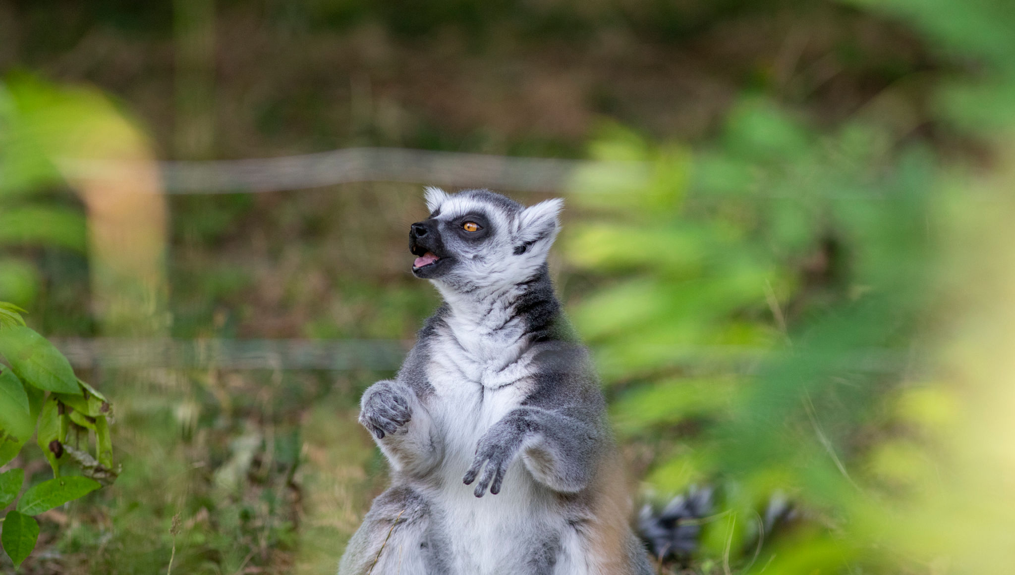 lemurs wildlife