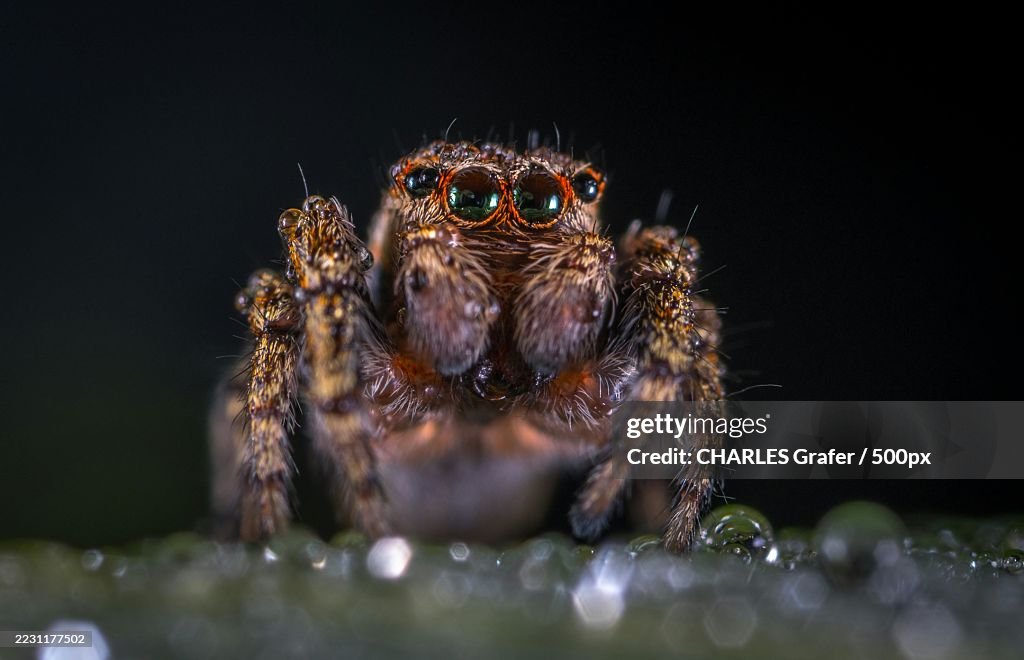 Close-up of a jumping spider on a leaf with a black background