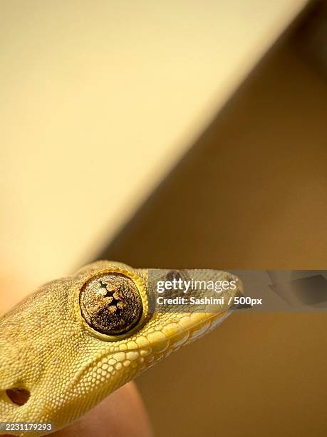 close-up of a gecko against a beige background - gecko stock pictures, royalty-free photos & images