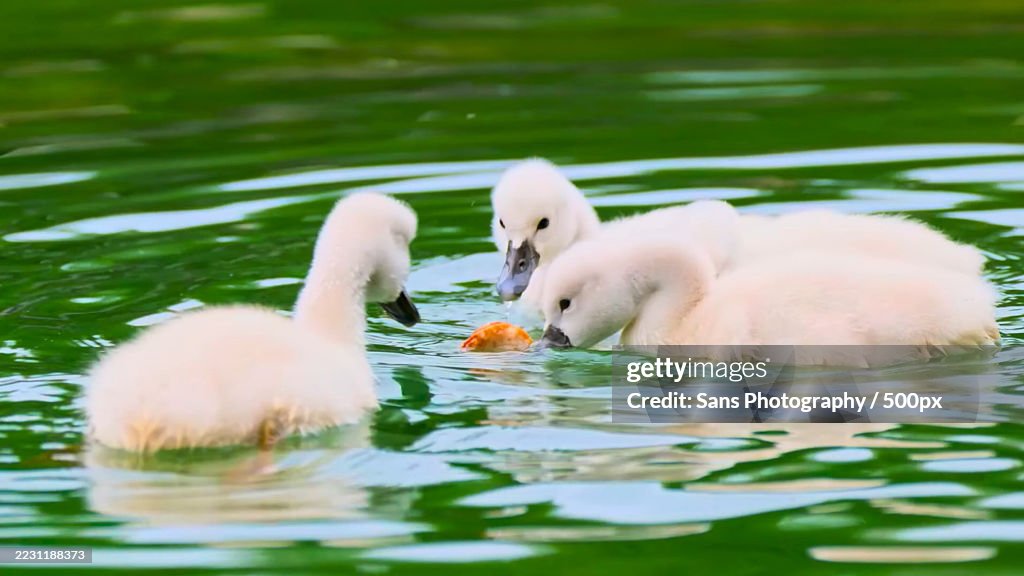 Four cygnets swimming together in a serene lake