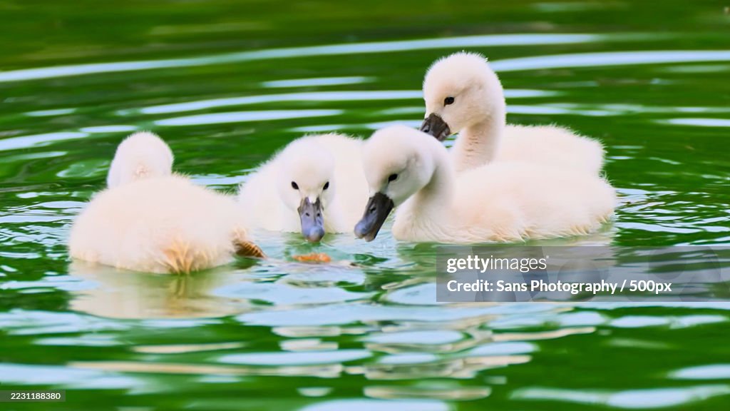 Young swans swimming together in a serene lake