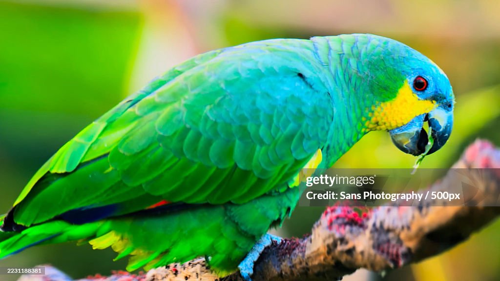 Vibrant Green Parrot Perching on a Branch