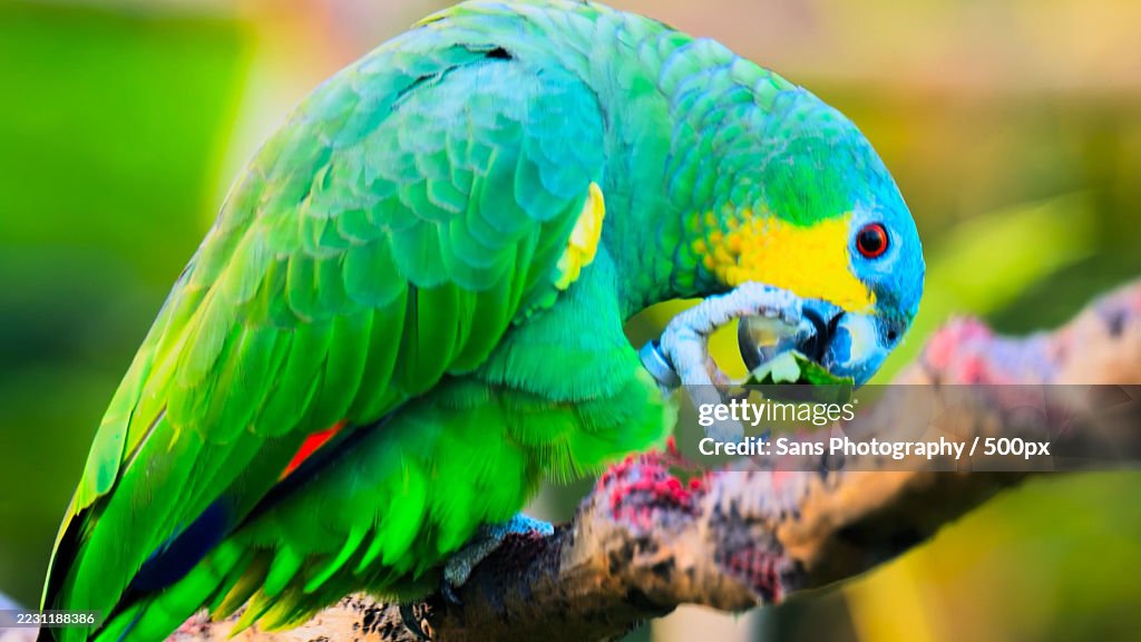 Vibrant Green Parrot Perching on a Branch