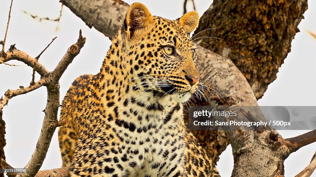 Leopard resting on a tree branch in the wild