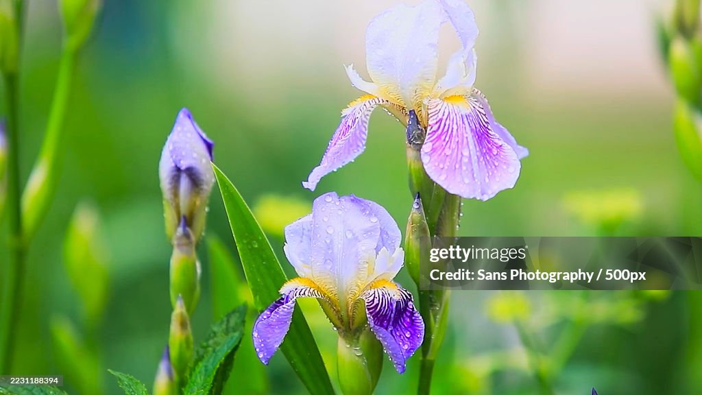 Close-up of Dew-covered Purple Iris Flowers in Bloom