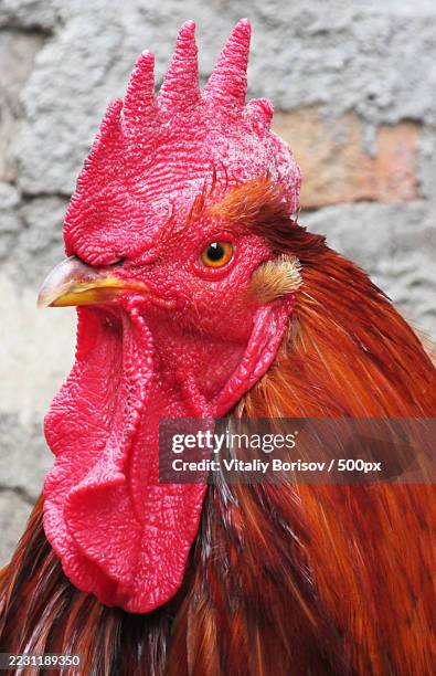 Rooster Rudy Texture 395 Rooster Feather Texture Stock Photos, High-Res Pictures, and Images ...