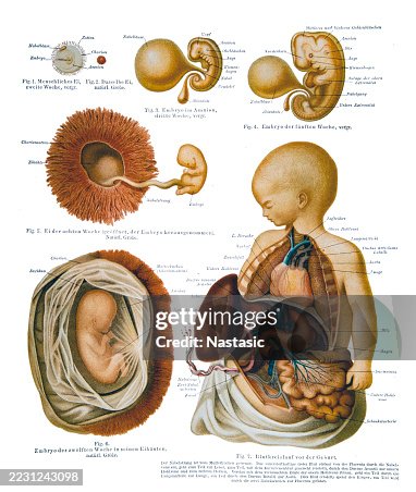 Human development Human development