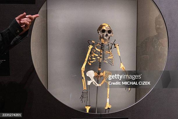 Skeleton model based on bone fragments of human ancestor Australopithecus afarensis 'Lucy' found in Ethiopia is displayed at the Czech National...