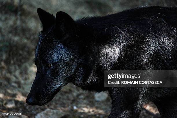 Dappled Wolves 61 Wolves Of Gevaudan Stock Photos, High-Res Pictures, and Images ...