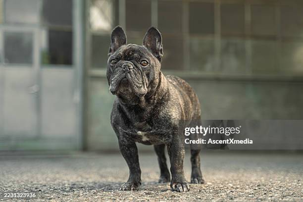 retrato de perro pug al aire libre - perro faldero fotografías e imágenes de stock