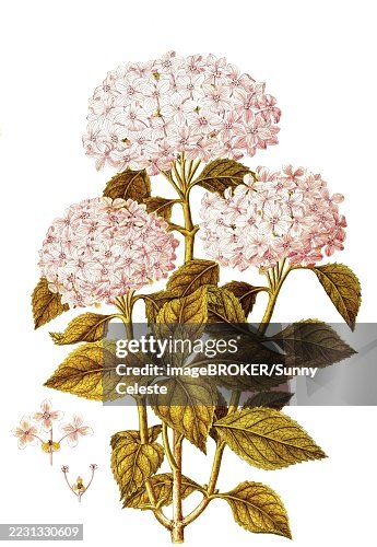 Garden Hydrangea, Bigleaf or French Hydrangea, Hydrangea macrophylla, Hydrangeaceae, Illustration by Angela Rossi Bottione, watercolour, 1802-1806, Historic, digitally restored reproduction from a 19th century original, Record date not stated Garden Hydrangea, Bigleaf or French Hydrangea, Hydrangea macrophylla, Hydrangeaceae, Illustration by Angela Rossi Bottione, watercolour, 1802-1806, Historic, digitally restored reproduction from a 19th century original, Record date not stated