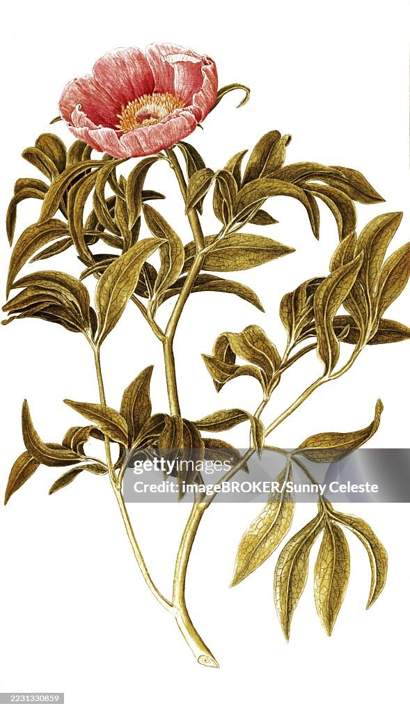 Common Peony, Paeonia officinalis, Ranunculaceae, Illustration by Francesco Peyrolery, watercolour, 1753, Historical, digitally restored reproduction from a 19th century original, Record date not stated