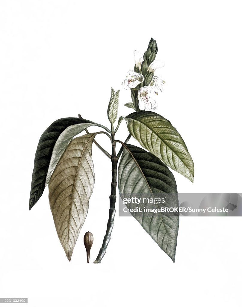 Justicia adhatoda, also known as adhatoda plant, malabar nut or vasica, Justicia adhatoda, after an illustration by Pierre Joseph Redoute, digitally restored reproduction of a 19th century original, Historical