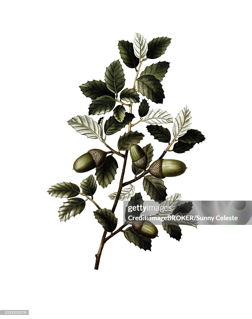 Cork oak, Quercus suber, after an illustration by Pancrace Bessa, digitally restored reproduction of an original from the 19th century, Historical