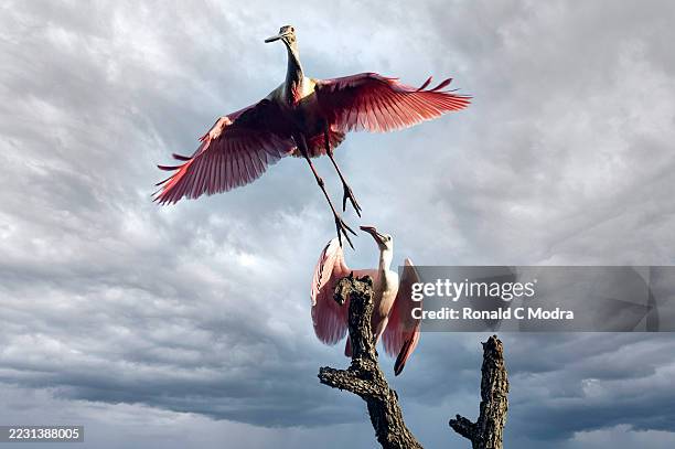 rosate spoonbills - roseate spoonbill stock pictures, royalty-free photos & images