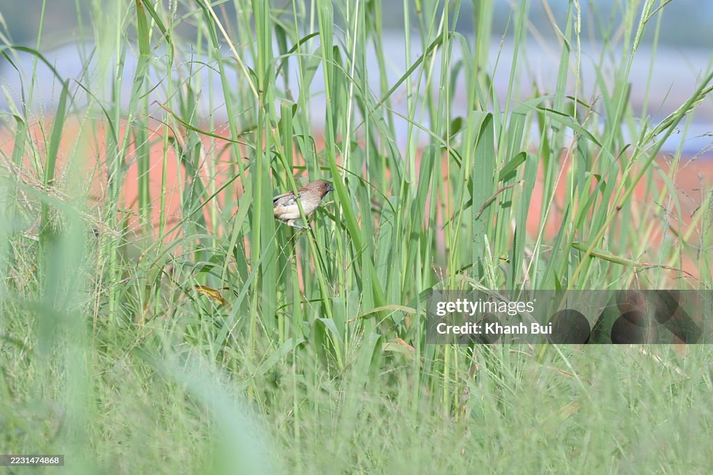 Little Scaly birds are playing in the green meadow