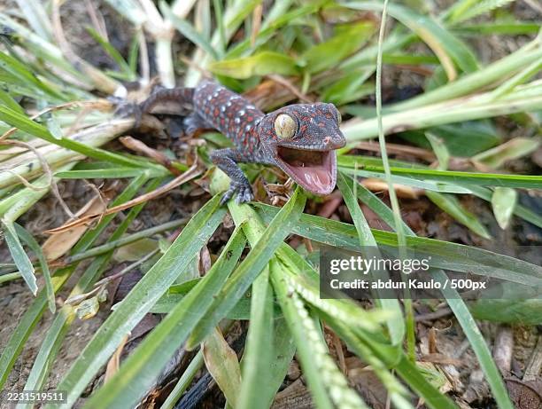 close-up of a colorful gecko on grass - gecko stock pictures, royalty-free photos & images