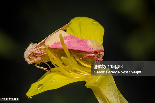 rosy maple moth resting on a dew-covered yellow flower - simbiosis fotografías e imágenes de stock