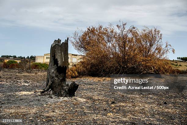 Setimo Tree 12 Settimo San Pietro Stock Photos, High-Res Pictures, and Images ...
