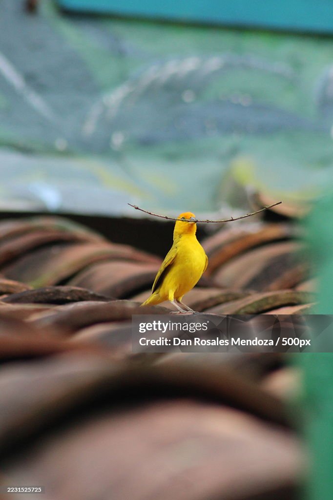 Yellow bird holding a twig on a rooftop