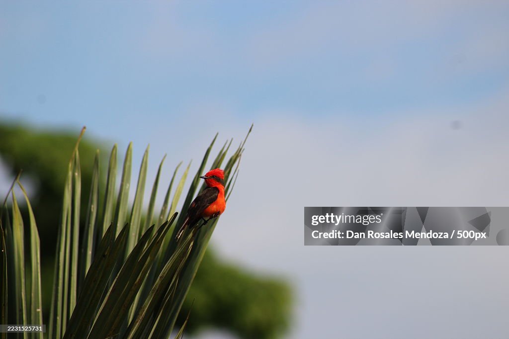 Vibrant red bird perched on palm leaves against a blue sky
