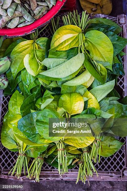 bundles of fresh betel leaves (daun sirih) - areca-palm stock pictures, royalty-free photos & images