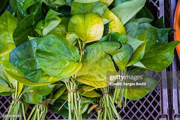 bundles of fresh betel leaves (daun sirih) - areca-palm stock pictures, royalty-free photos & images