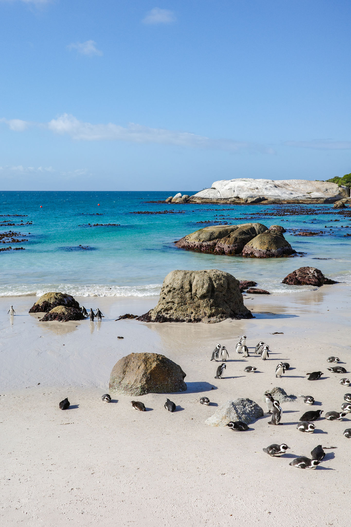 cape town wildlife