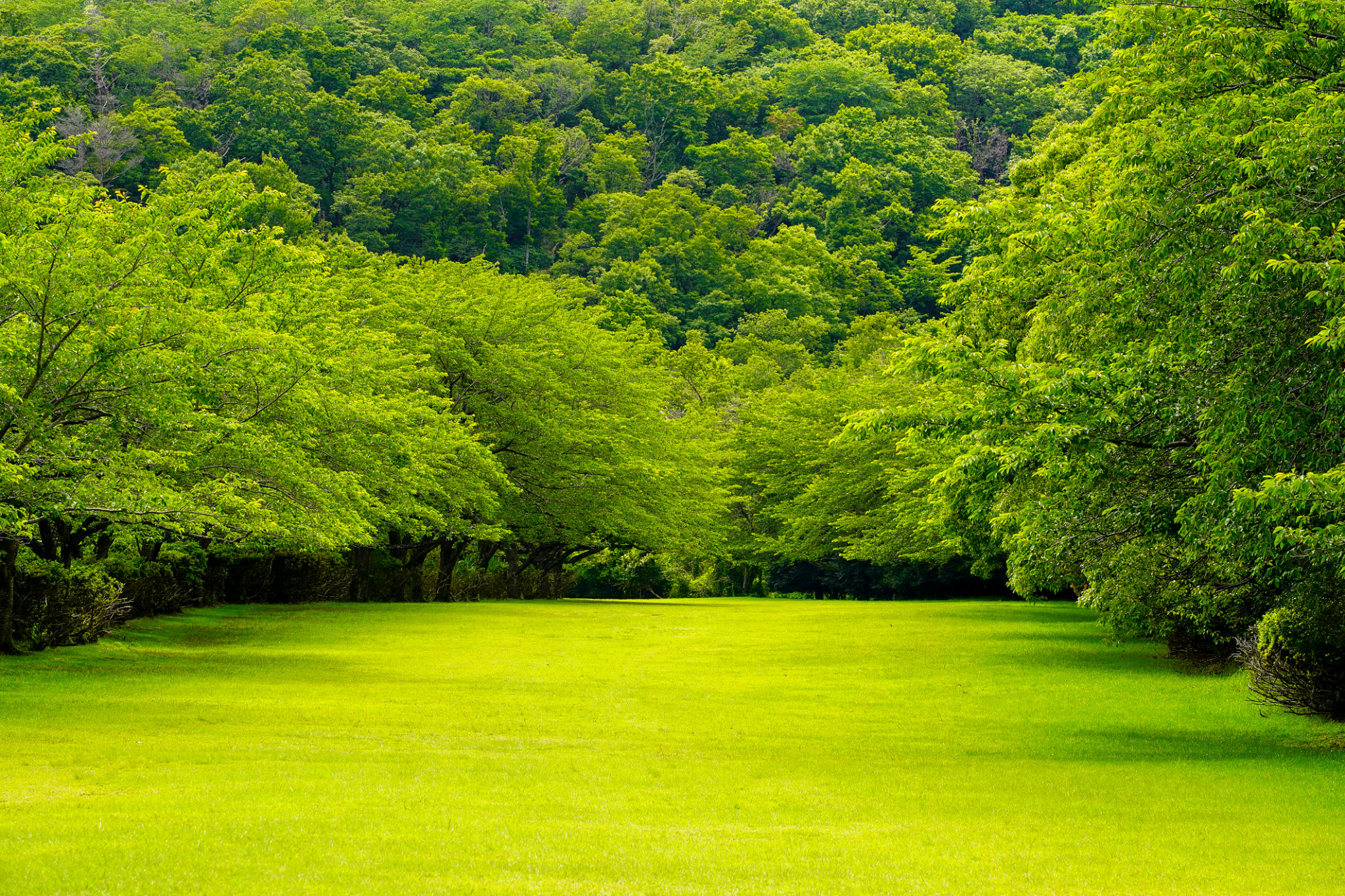 lawn before after