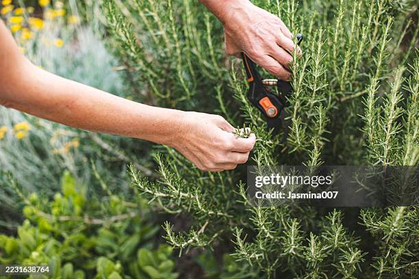 close-up of female hands harvesting rosemary in organic garden - rosmarin bildbanksfoton och bilder