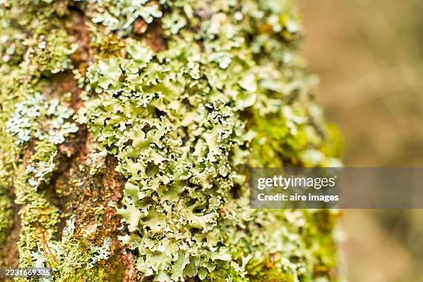 common greenshield lichen growing on tree bark - lichen stock pictures, royalty-free photos & images