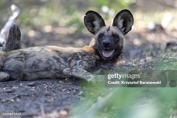 african wild dogs hunting in the okavango delta, botswana - carnivore photos et images de collection