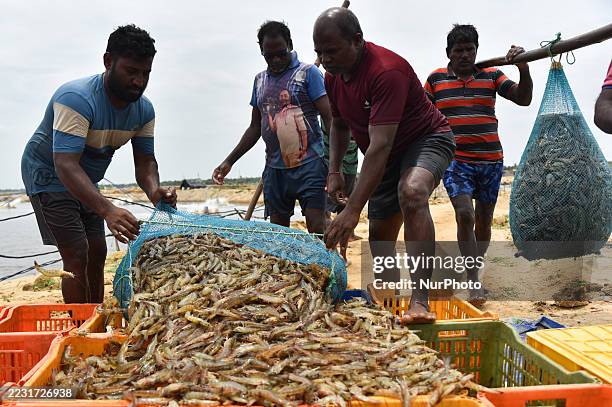 Workers carry sacks of shrimp to load into trucks at a shrimp farm in Nellore district, Andhra Pradesh, India, on August 28, 2025. India's shrimp...
