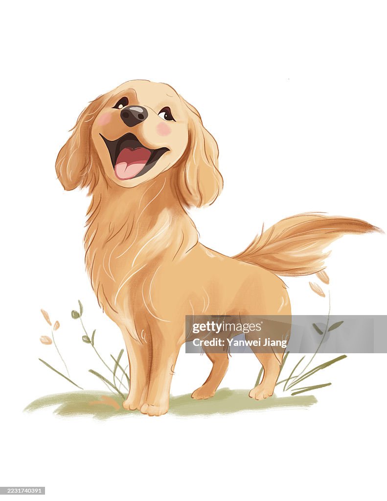 Little golden retriever