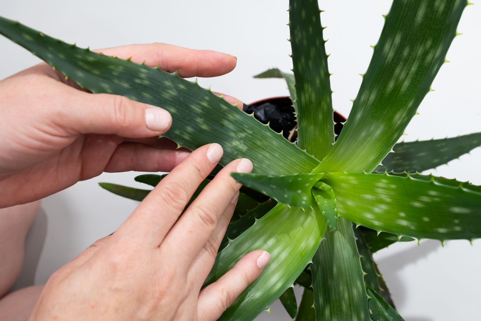 indoor plants benefits