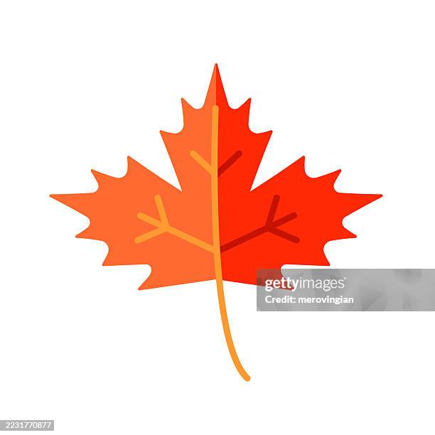 maple leaf - maple leaf stock illustrations