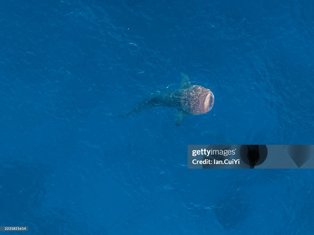 Immense Whale Shark Swimming in Clear Blue Waters near Oslob, Cebu, Philippines