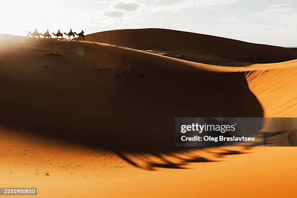 camel caravan group in desert sand dunes at sunset light with beautiful shadows. - twilight stock pictures, royalty-free photos & images