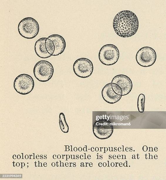 old engraved illustration of blood corpuscles, the cellular components of blood, comprising red blood cells (erythrocytes), white blood cells (leukocytes) and platelets (thrombocytes) - kleine bloedsomloop stockfoto's en -beelden