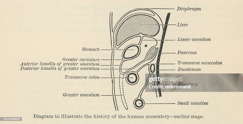 Old engraved illustration of the mesentery, an organ that attaches the intestines to the posterior abdominal wall, consisting of a double fold of the peritoneum