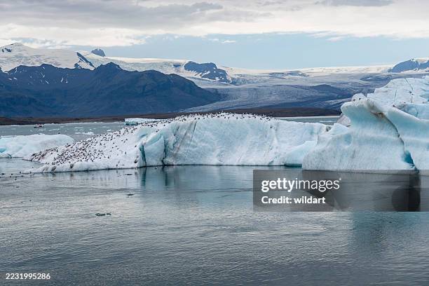 crevasses sur svínafellsjökull, un glacier de sortie de vatnajökull, lagune de jökulsárlón, islande - vatnajokull photos et images de collection