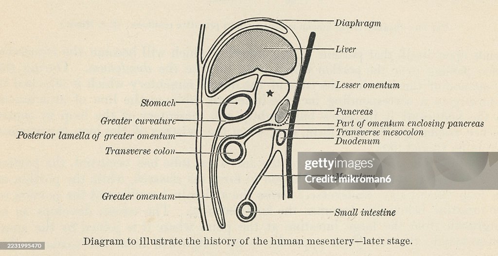 Old engraved illustration of the mesentery, an organ that attaches the intestines to the posterior abdominal wall, consisting of a double fold of the peritoneum