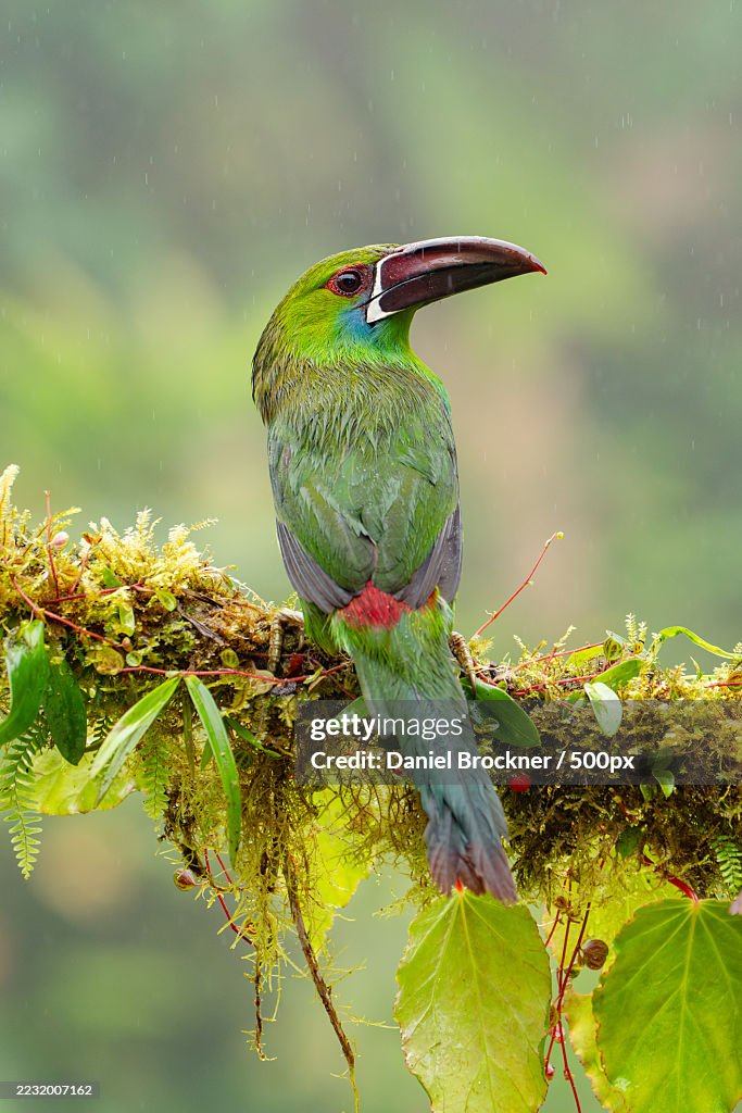 Emerald Toucanet Perched on Mossy Branch in Rainforest