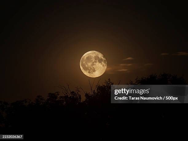 full moon rising over silhouetted trees at night,ukraine - pleine lune photos et images de collection